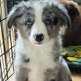 Jason - Blue merle male Miniature Australian Shepherd puppy in Reidsville, North Carolina from Cherry Grove Kennel