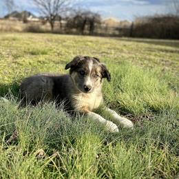 Boots - Blue merle male Border Collie puppy in Centerton, Arkansas from Chappell Breeding