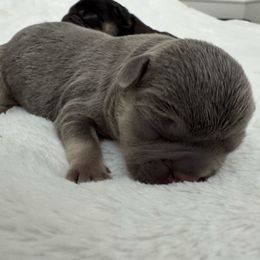 Snowball - Tricolors male French Bulldog puppy in Salisbury, Maryland from 77 Frenchies Maryland