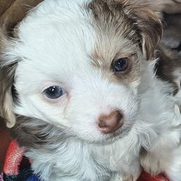 Jewel - White and chocolate female Chinese Crested puppy in Frederick, Maryland from Lovable Cresteds