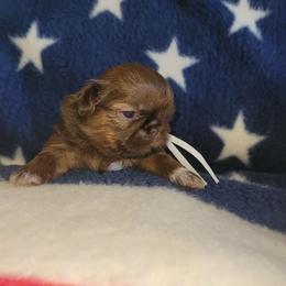 Boy 2    1900.00 - Liver male Shih Tzu puppy in Wooster, Ohio from Mending Hearts Shih Tzu's