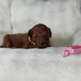 Girl 3 - female Poodle puppy in Westfield, North Carolina from Legacy Pets