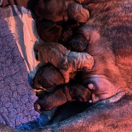 Girl 1 - Red fawn female Bullmastiff puppy in San Antonio, Texas from Blushing Dawn Bullmastiffs