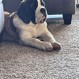 Saint Bernard Puppies from Steel City Saints