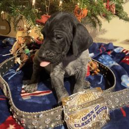 Elway - Black roan male German Shorthaired Pointer puppy in Jackson, Georgia from Tiner GSP’s LLC