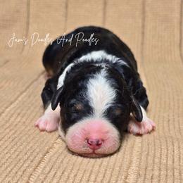 Wilder - Tri-color male Bernedoodle puppy in Cleveland, Georgia from Jam's Doodles And Poodles