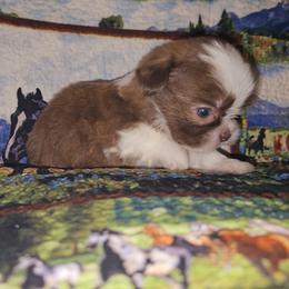 CASTOR - Brindle and white male Shih Tzu puppy in Los Banos And Bay Area, California from Shantii's Shih Tzu's