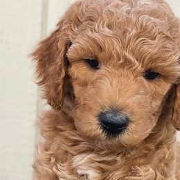 Double Doodles and Goldendoodles from De Luna Doodles