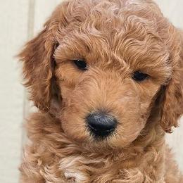 Double Doodles and Goldendoodles from De Luna Doodles