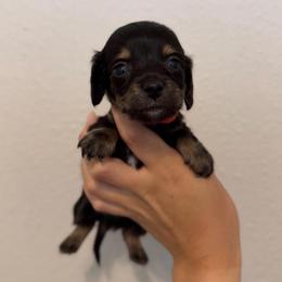 TINY - Red Boy - Black and cream male Dachshund puppy in Horizon City, Texas from Willipaws