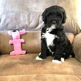 Portuguese Water Dog Puppies from Delgatty PWDs