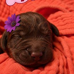 Labrador Retriever Puppies from Mahmen's Meadow Retrievers