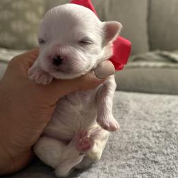 Maltese puppies from Richter Family Puppies
