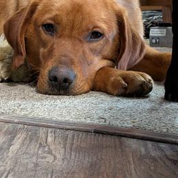 Sarabi - Labrador Retriever
