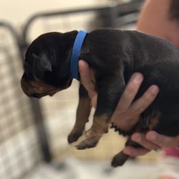 Boy 1 - Black and rust male Doberman Pinscher puppy in Vicksburg, Mississippi from Mississippi K9 Kennel