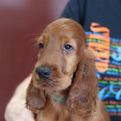 Irish Setter Puppies from Kilkieran Kennels and farm