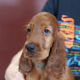 Irish Setter Puppies from Kilkieran Kennels and farm
