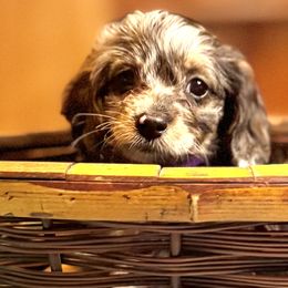 Magnolia (Dapple female) - Brindle female Companion Cross puppy in Waldron, Arkansas from Kay’s Cutie Poos