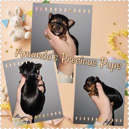 Traditional Male - Black and tan male Yorkshire Terrier puppy in Wartburg, Tennessee from Amanda's Precious Pups