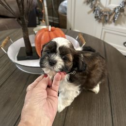 Chance - Black and white male Shih Tzu puppy in Temple, Pennsylvania from Kathy Diego's Shih Tzus