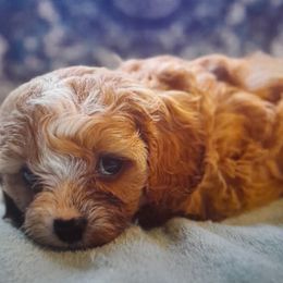 Blossom - Tri-color female Cavapoo puppy in Salisbury, North Carolina from Carolina Canines