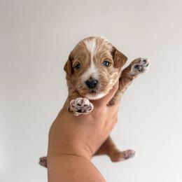 Gaillee - Apricot male Goldendoodle puppy in Russell Springs, Kentucky from Milk & Honey Doodles
