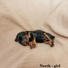 North - Phantom female Goldendoodle puppy in Yukon, Oklahoma from Bows and Ties Doodles, LLC