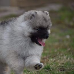 Keeshond Puppies from Anna Boehringer