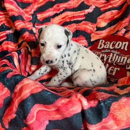 Waffles- Orange - White and black female Dalmatian puppy in Claremore, Oklahoma from Lotsofdots Dalmatians