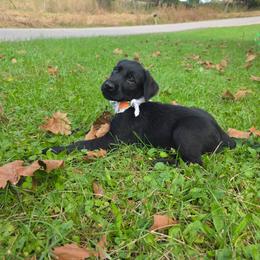 Calysta - Black female Giant Schnauzer puppy in Fraziers Bottom, West Virginia from Loyal Hearts Farm / RK's Dobermans