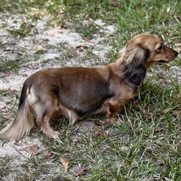 Penny - Dachshund