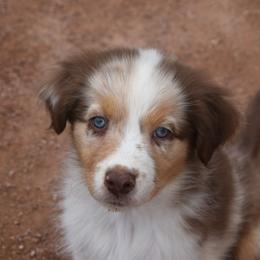 Halo - Red merle male Australian Shepherd puppy in San Tan Valley, Arizona from Mott Ranch - Blazin' Sun Aussies