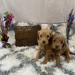 Goldendoodle and Poodle Puppies from Partridge Doodles and Poodles