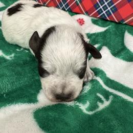 Purple girl - Parti female Miniature Schnauzer puppy in Oneonta, Alabama from Murphree Valley Kennels
