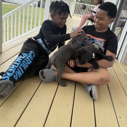 Cane Corso Puppies from Better Than You Cane Corso’s