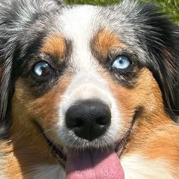 RELLA - Miniature American Shepherd