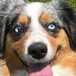RELLA - Miniature American Shepherd