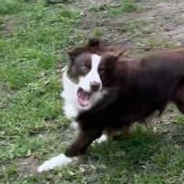 Australian Shepherds from Happy Leo’s Australian Shepherds