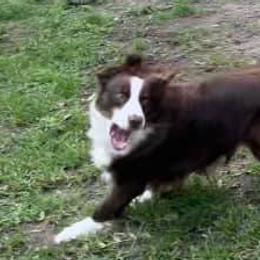 Australian Shepherds from Happy Leo’s Australian Shepherds