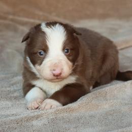 Rolo - White Collar - Red male Border Collie puppy in Courtland, Alabama from C Bar C Ranch Border Collies