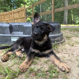 Blue - Black and tan male German Shepherd puppy in Rochester, Massachusetts from Von Liebenhaus