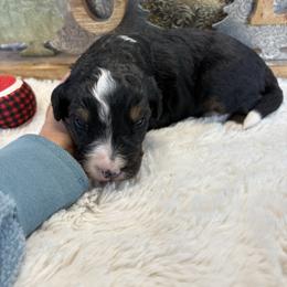 Romeo - Tri-color male Bernedoodle puppy in Carlotta, California from Lost Coast Bernese Mountain Dogs