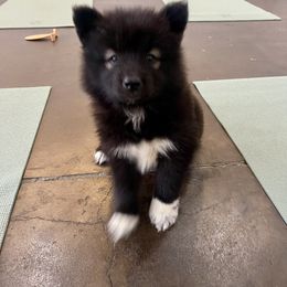 Starsky - male Nenets Herding Laika puppy in Rockwell, Texas from Tundra Fox laikas