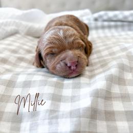 Millie - Red  female Goldendoodle puppy in Vancouver, Washington from Pnwfamilydoodles