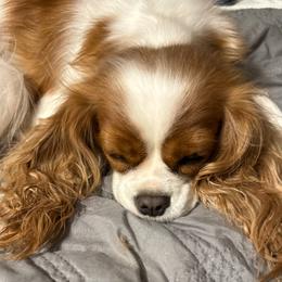 Summer - Cavalier King Charles Spaniel