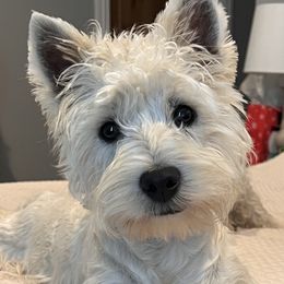 Memphis - West Highland White Terrier