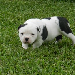 American Bulldog and French Bulldog Puppies from BackyardfinestBullys