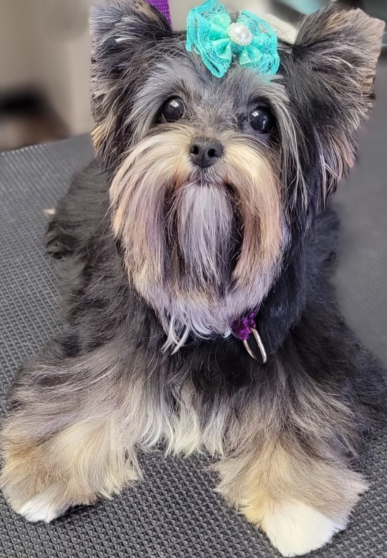 Peppa - Yorkshire Terrier