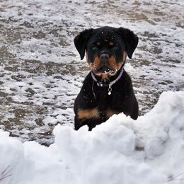 Rottweiler and Shetland Sheepdog Puppies from Mountain High Kennels