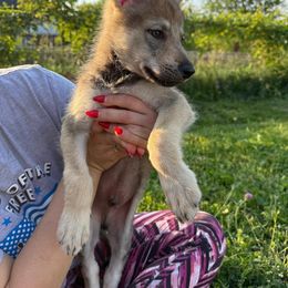 Cebulla z Mikaijoscy - Gray male Czechoslovakian Vlcak puppy in Boon, Michigan from Mikai's Pack